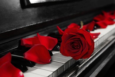 Photo of Beautiful rose and petals on piano keys, closeup