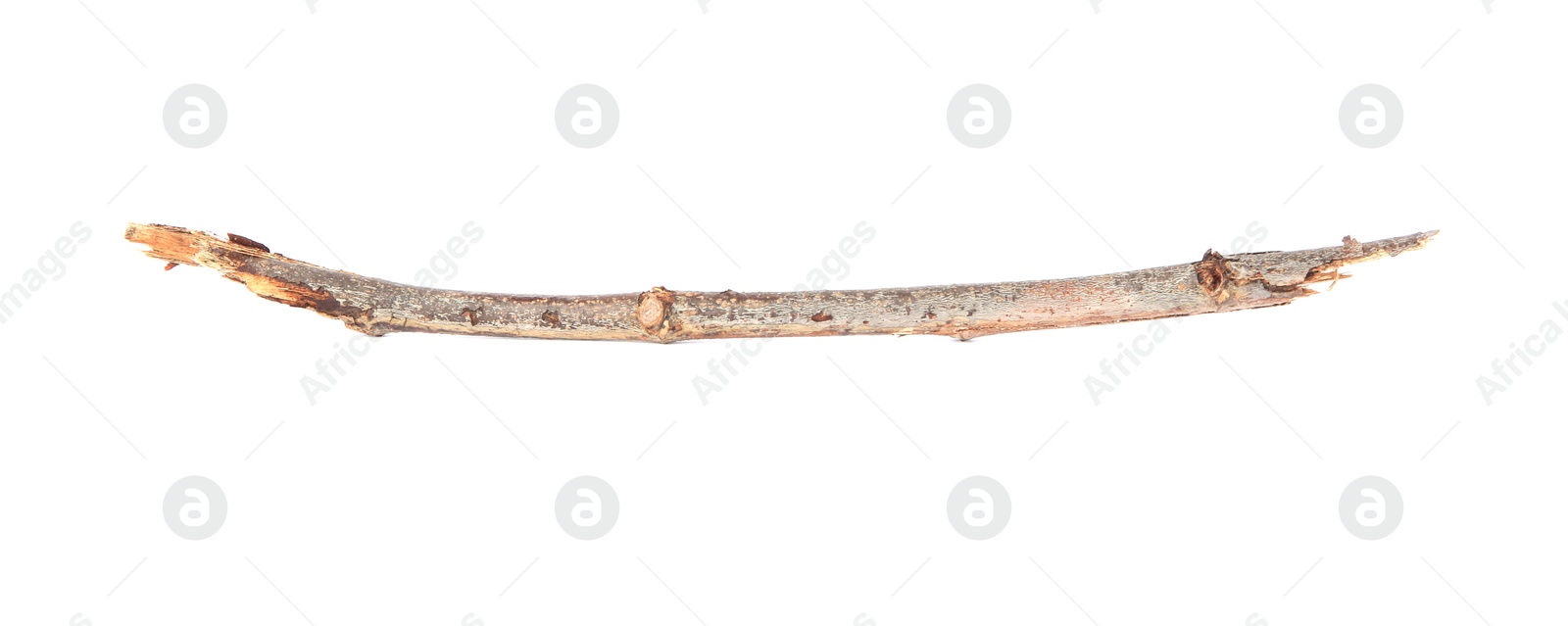 Photo of One dry tree twig isolated on white