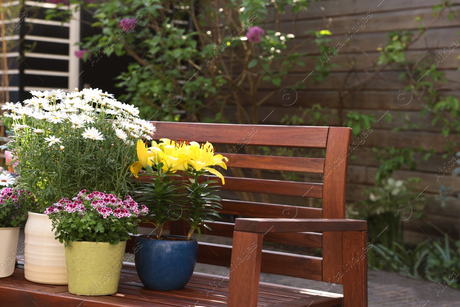 Photo of Many different beautiful blooming plants in flowerpots on wooden bench outdoors