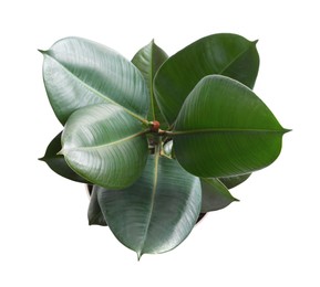 Photo of Ficus elastica plant with fresh green leaves on white background, top view