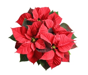Red Poinsettia isolated on white, top view. Christmas traditional flower