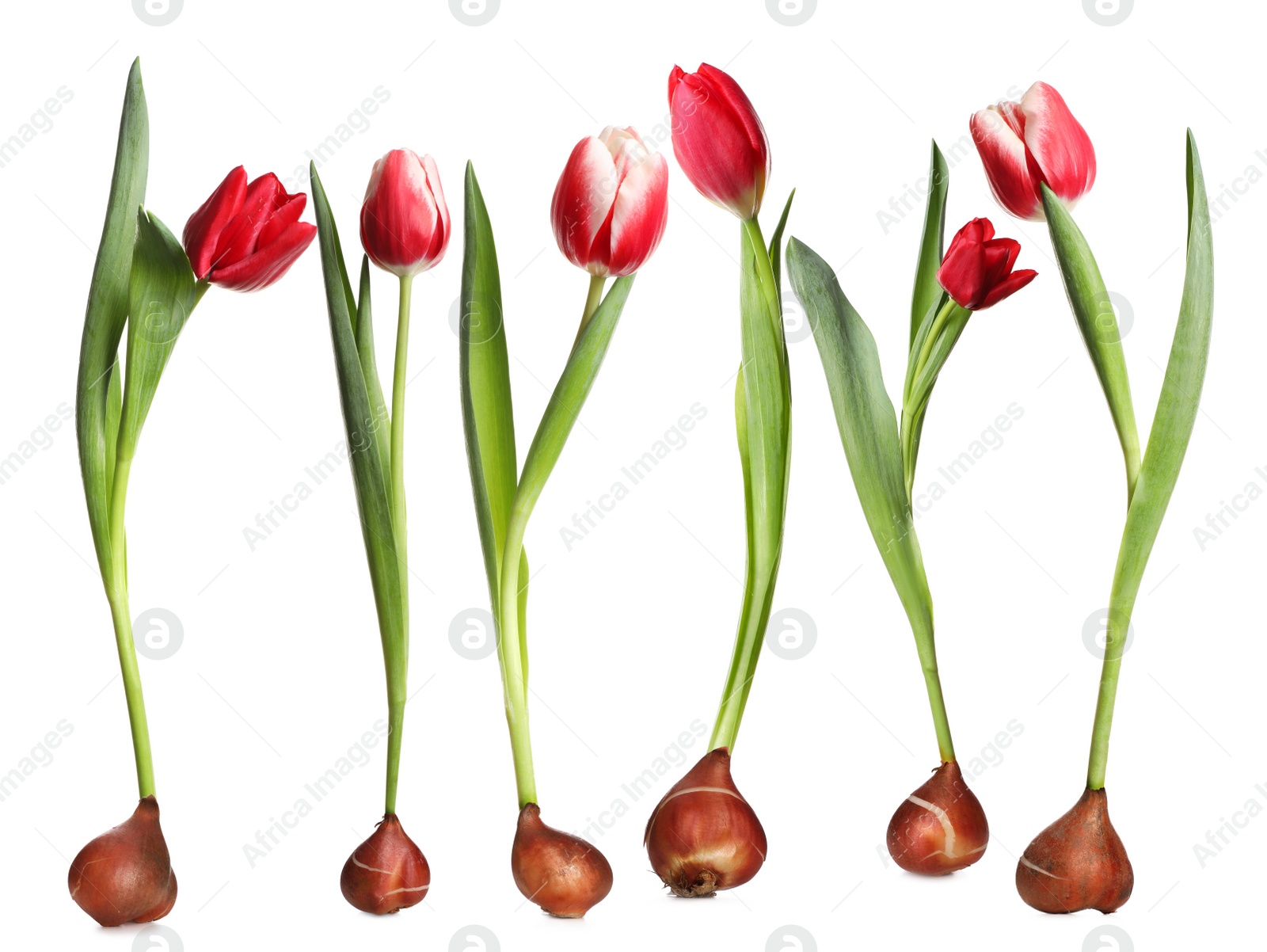 Image of Set of tulips with bulbs on white background