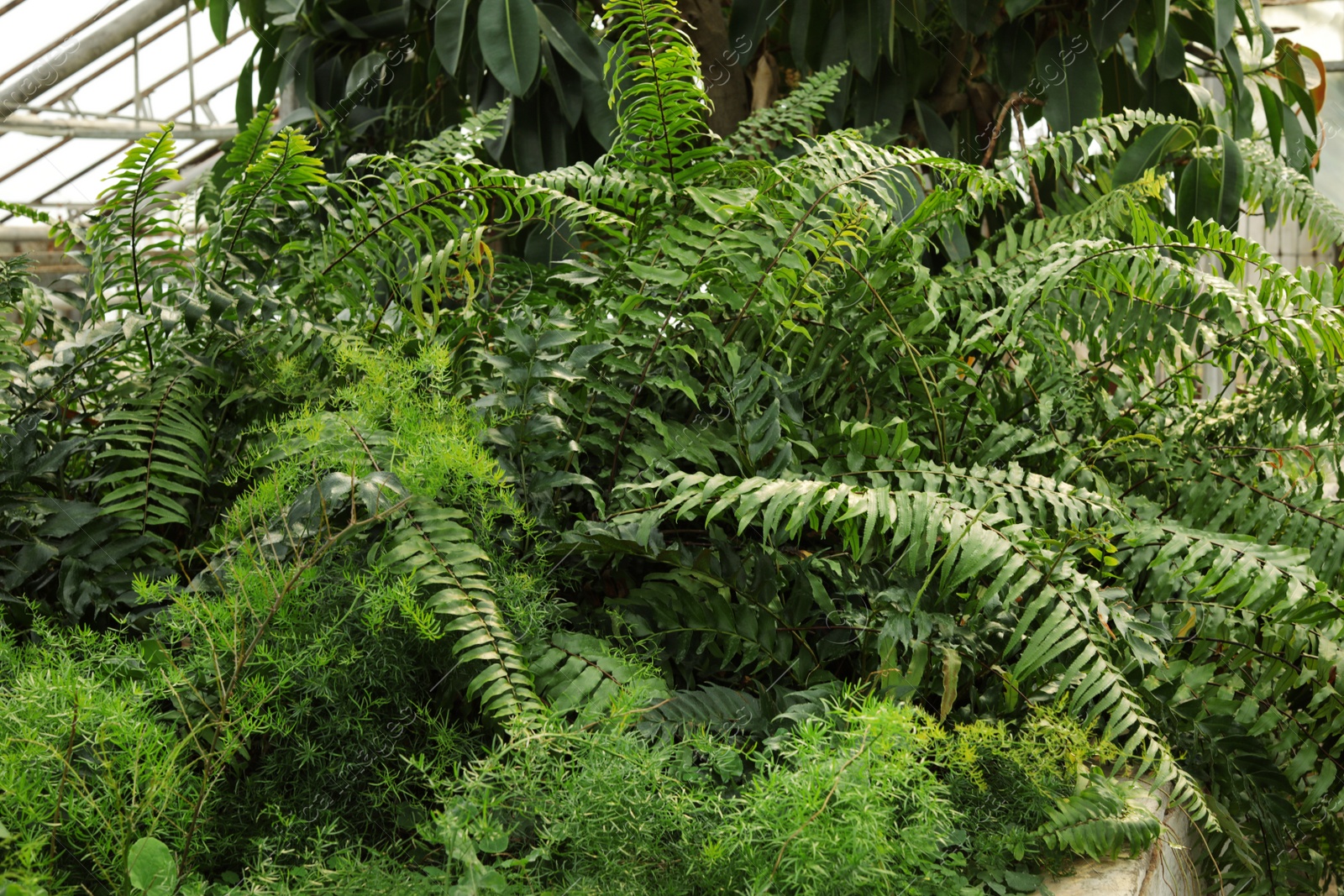 Photo of Fresh growing fern in greenhouse. Home gardening