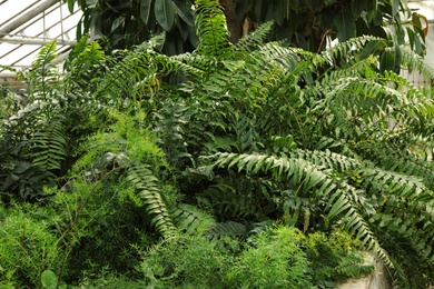 Photo of Fresh growing fern in greenhouse. Home gardening