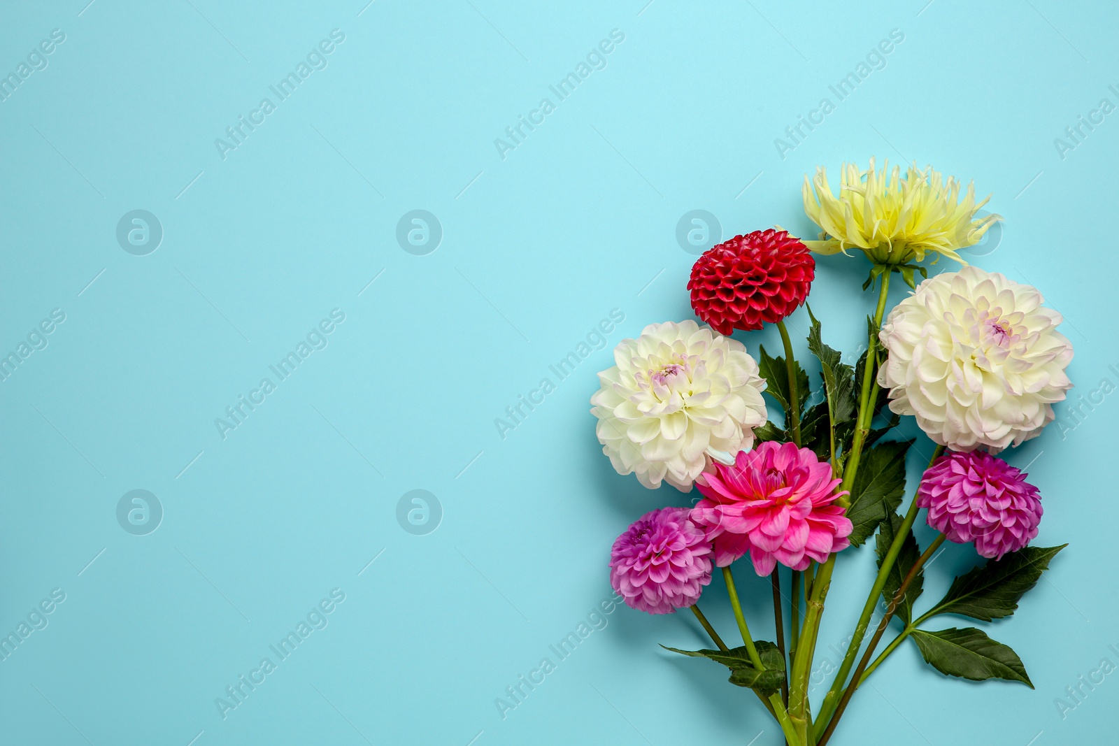 Photo of Beautiful dahlia flowers on light blue background, flat lay. Space for text