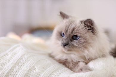 Photo of Cute cat lying on knitted blanket at home. Warm and cozy winter