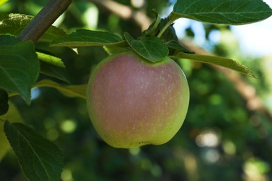 Photo of Fresh and ripe apple on tree branch, closeup