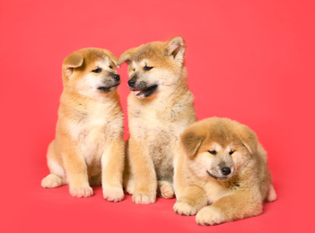 Photo of Cute Akita Inu puppies on red background. Baby animals