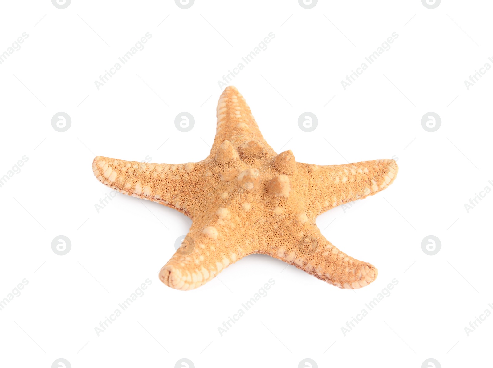 Photo of Beautiful sea star (starfish) isolated on white