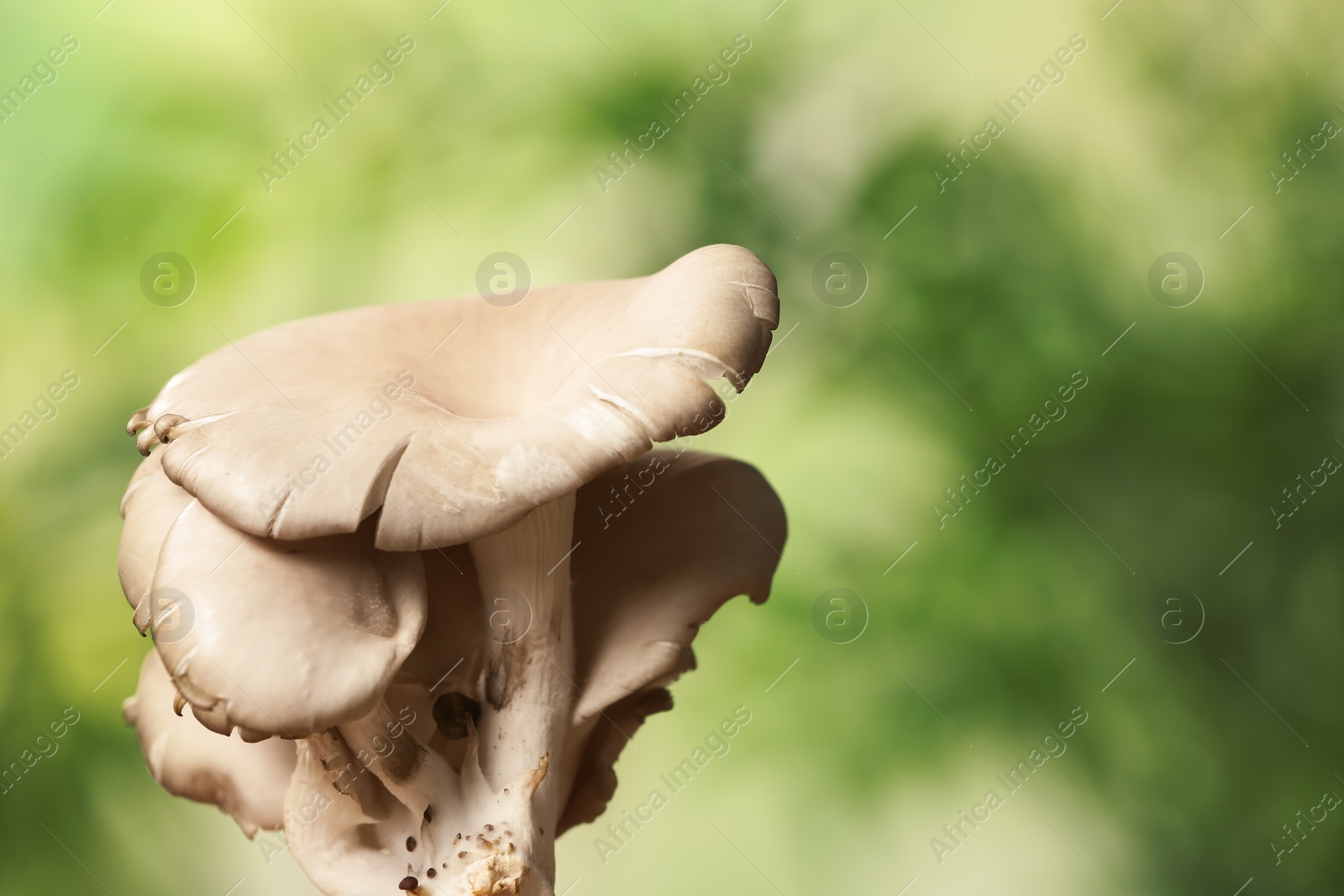 Photo of Delicious organic oyster mushrooms on blurred background, space for text