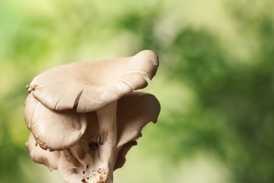 Delicious organic oyster mushrooms on blurred background, space for text