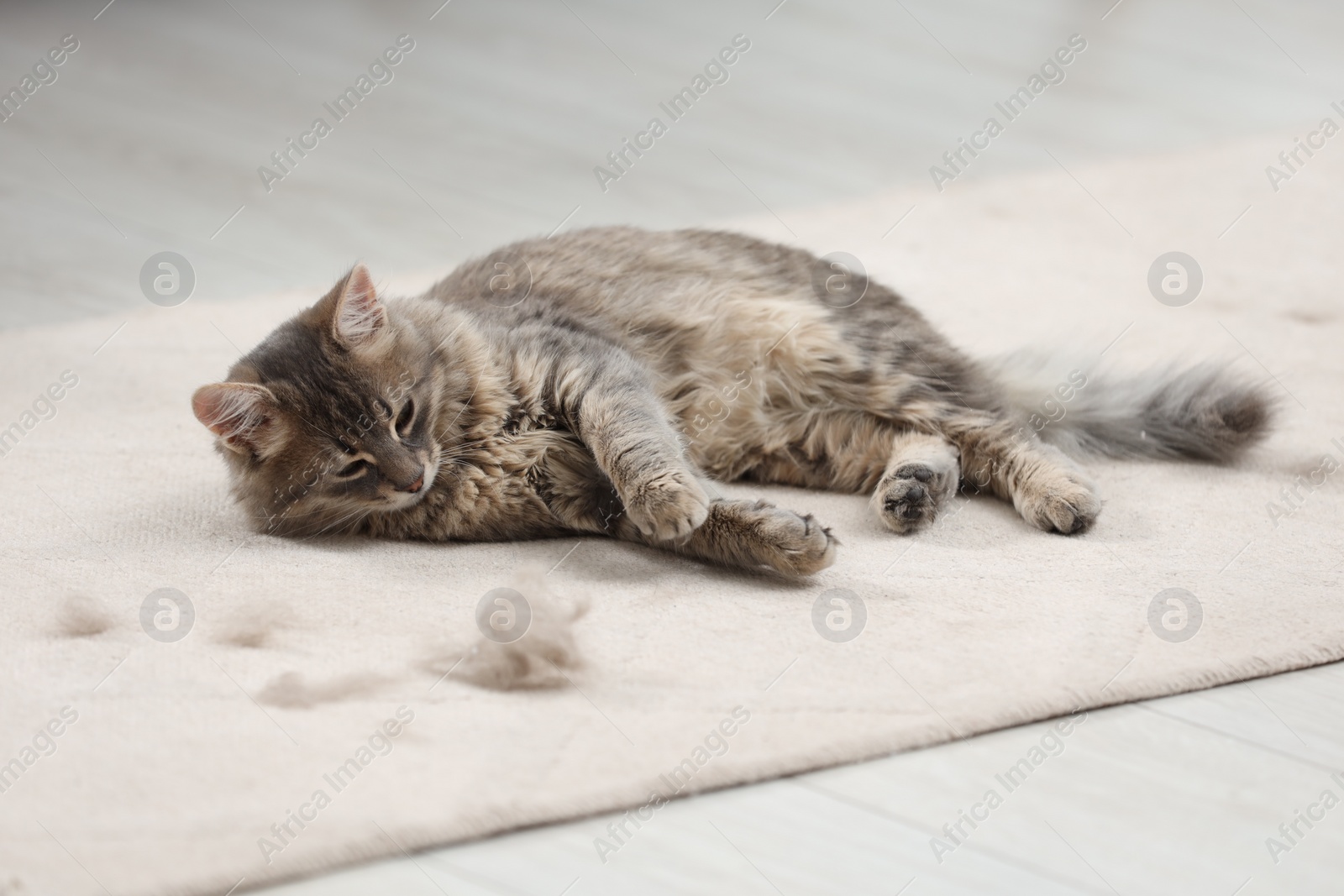 Photo of Cute cat and pet hair on carpet indoors