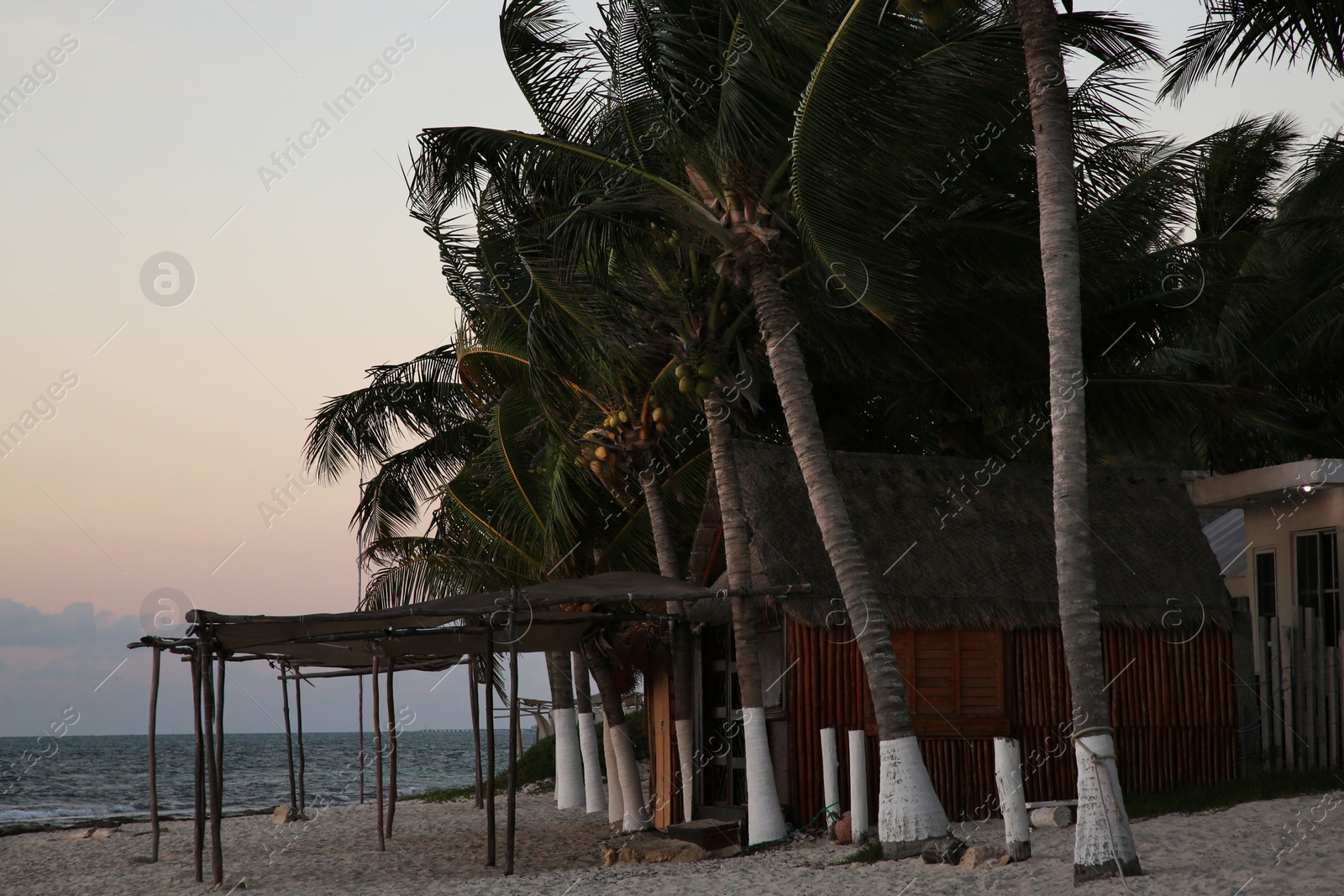 Photo of Picturesque view of tropical palms under sky lit by beautiful sunset