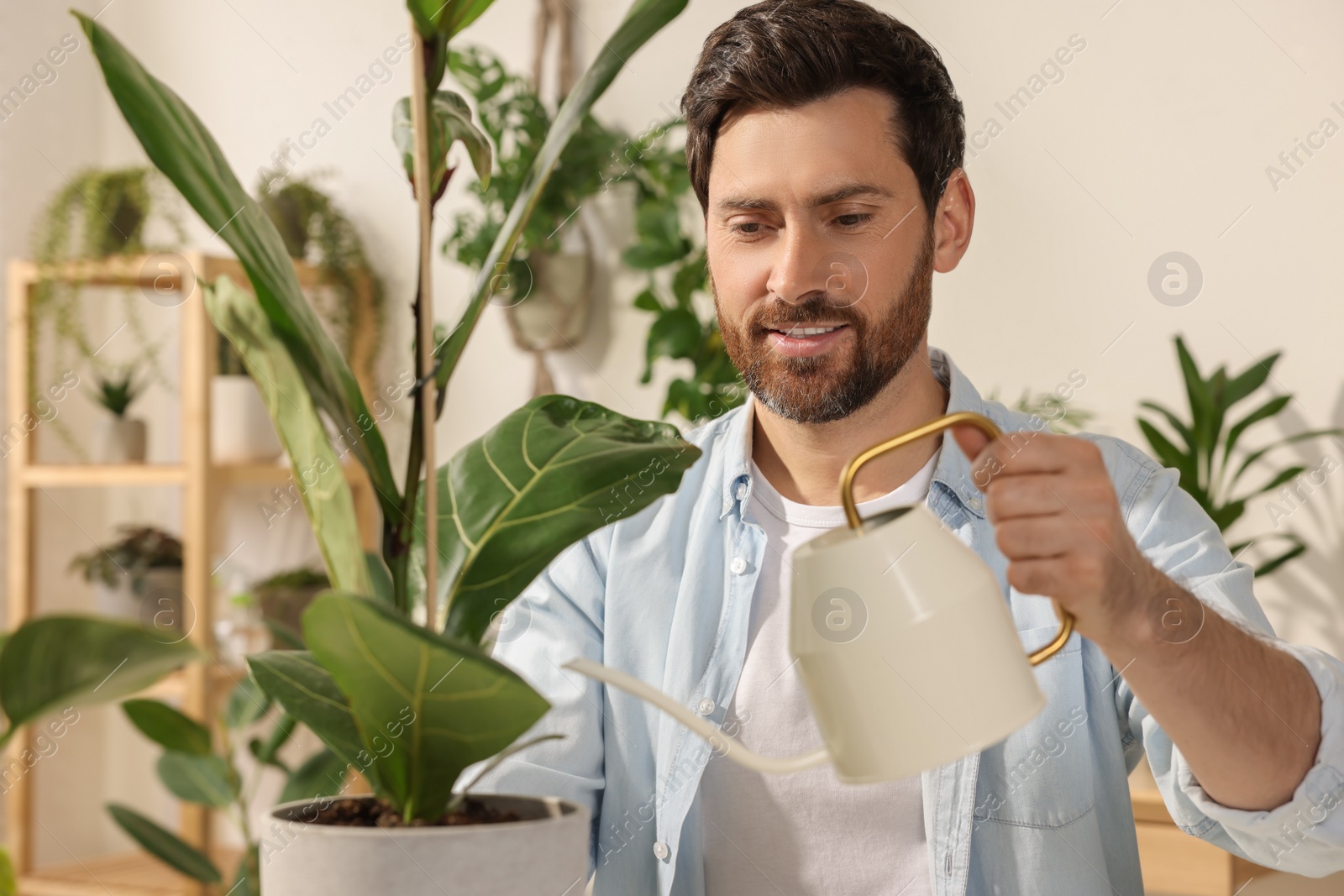 Photo of Man watering beautiful potted houseplants at home