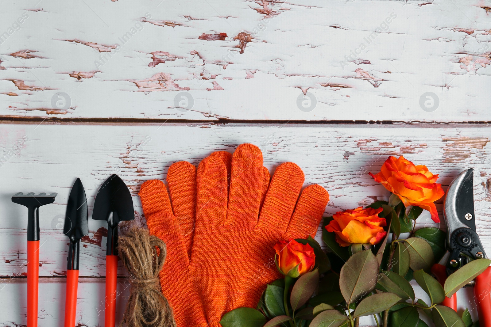 Photo of Gardening gloves, beautiful roses and tools on white wooden table, flat lay. Space for text