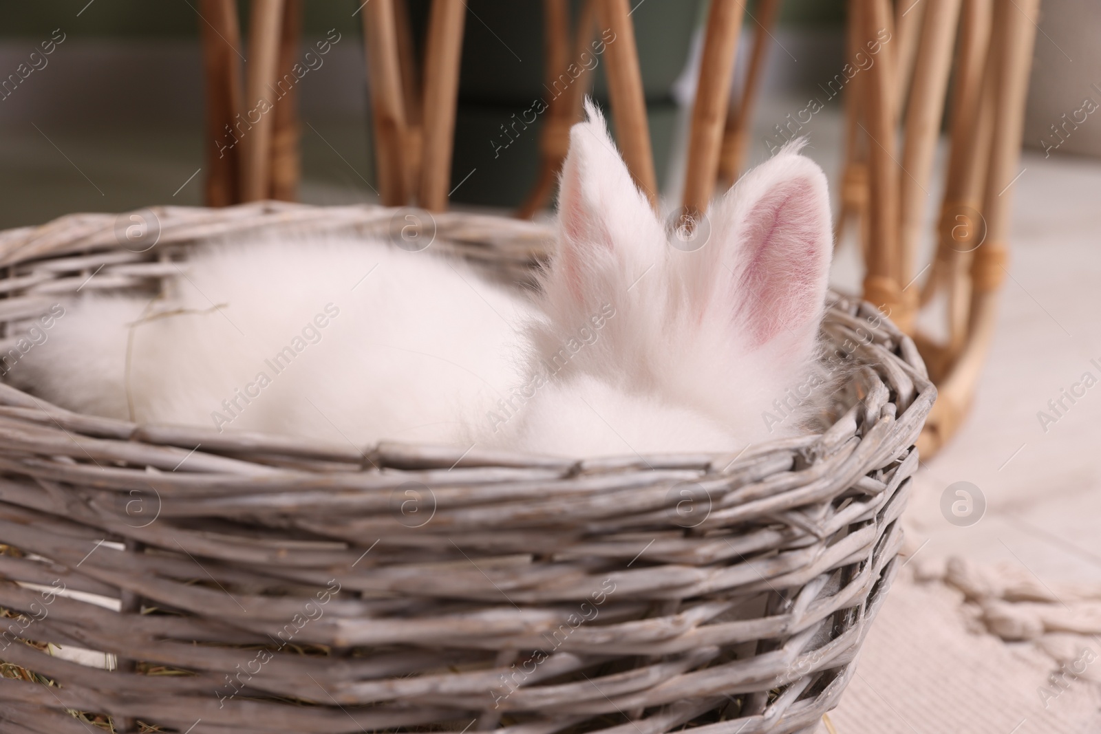 Photo of Fluffy white rabbit in wicker basket indoors. Cute pet