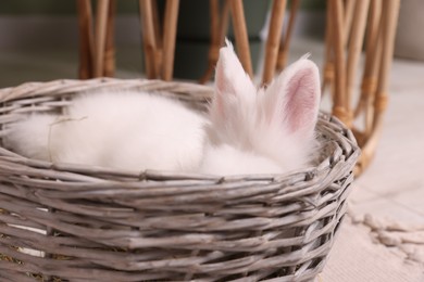Photo of Fluffy white rabbit in wicker basket indoors. Cute pet