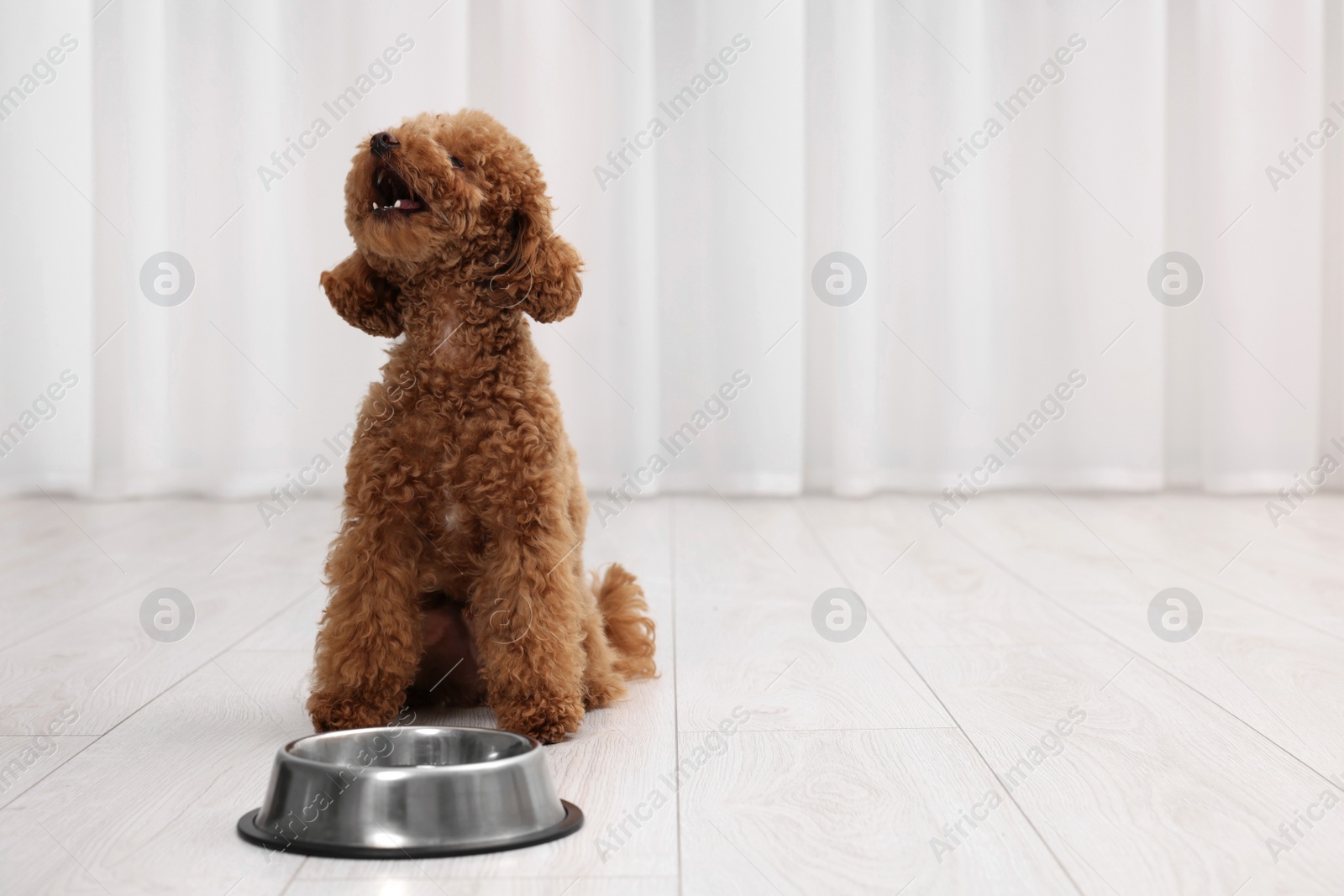 Photo of Cute Maltipoo dog near feeding bowl indoors, space for text. Lovely pet