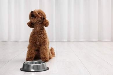 Cute Maltipoo dog near feeding bowl indoors, space for text. Lovely pet