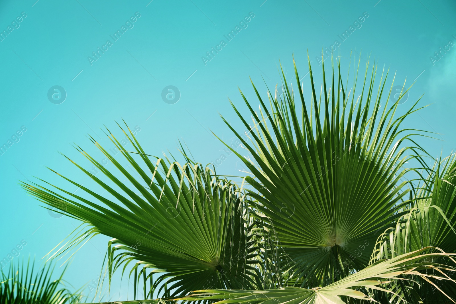 Image of Beautiful view of palm branches on sunny summer day. Stylized color toning