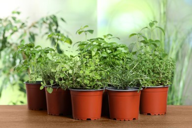 Different aromatic potted herbs on wooden table