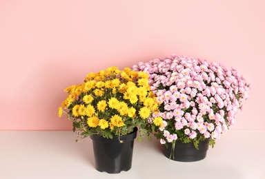 Beautiful potted chrysanthemum flowers on table against color background