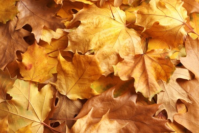 Many autumn leaves as background, top view