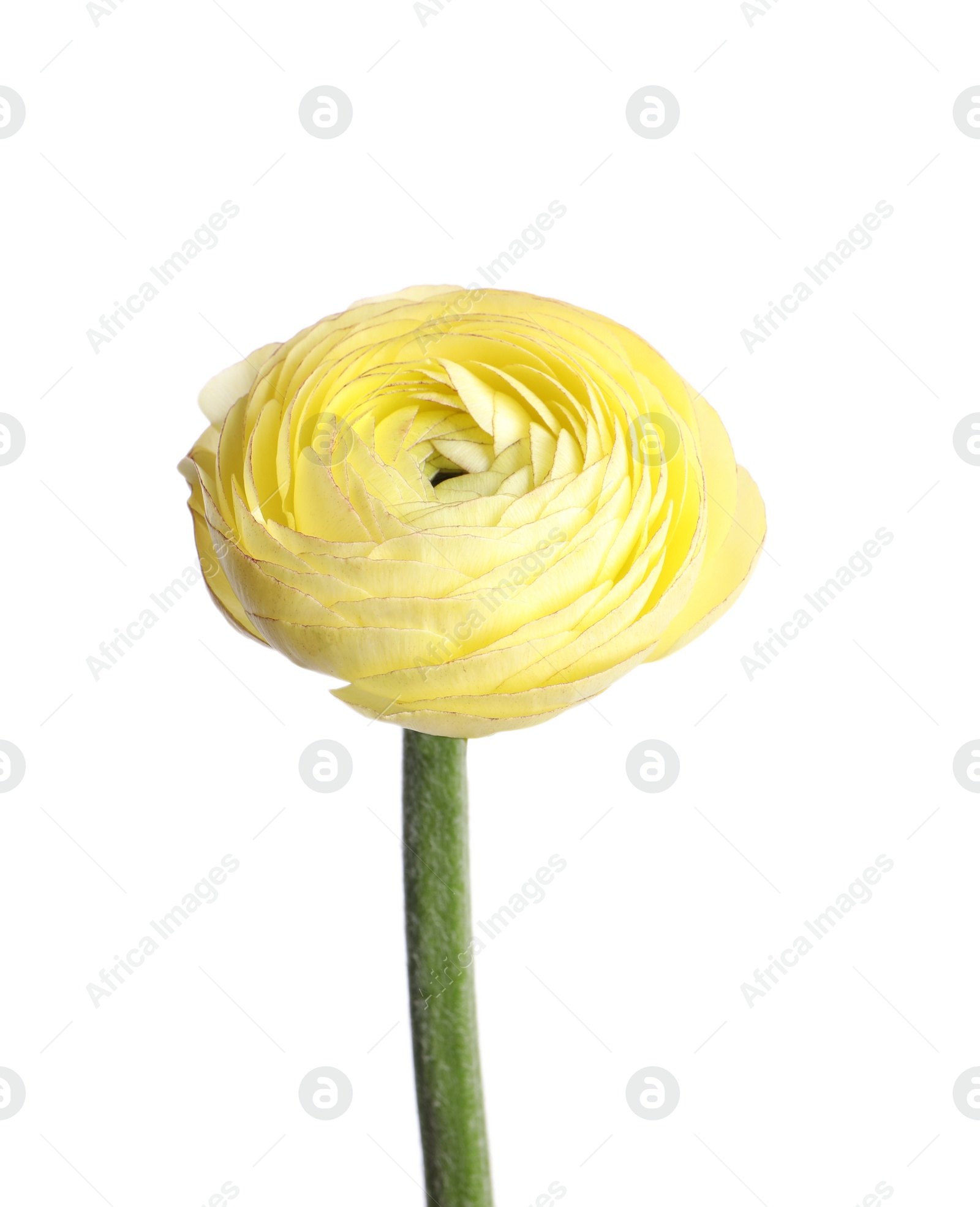 Photo of Beautiful fresh ranunculus flower isolated on white