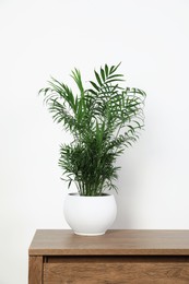 Photo of Potted chamaedorea palm on wooden table near white wall. Beautiful houseplant