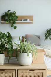 Photo of Cozy bedroom interior with houseplants on bedside table