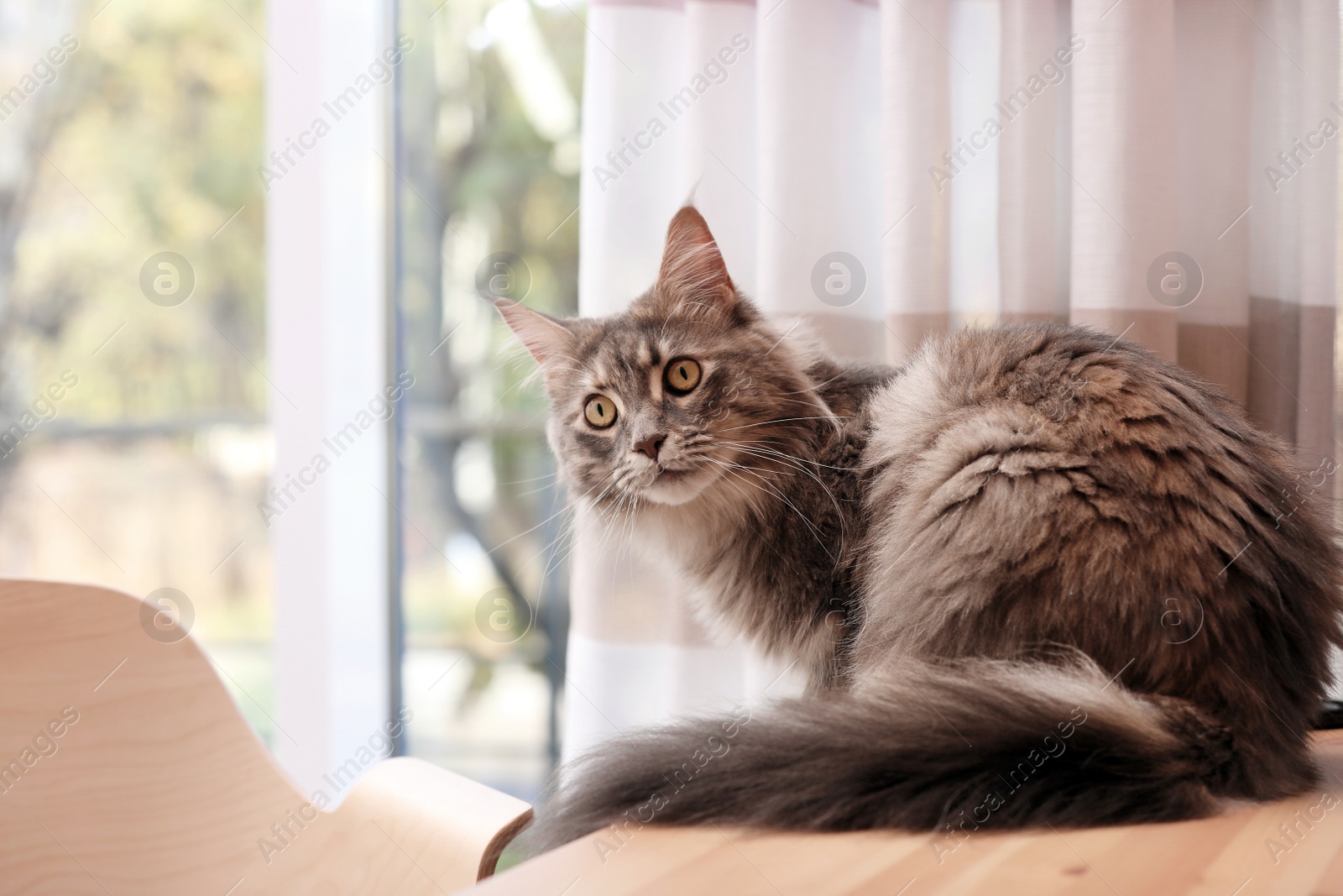 Photo of Adorable Maine Coon cat on table at home. Space for text