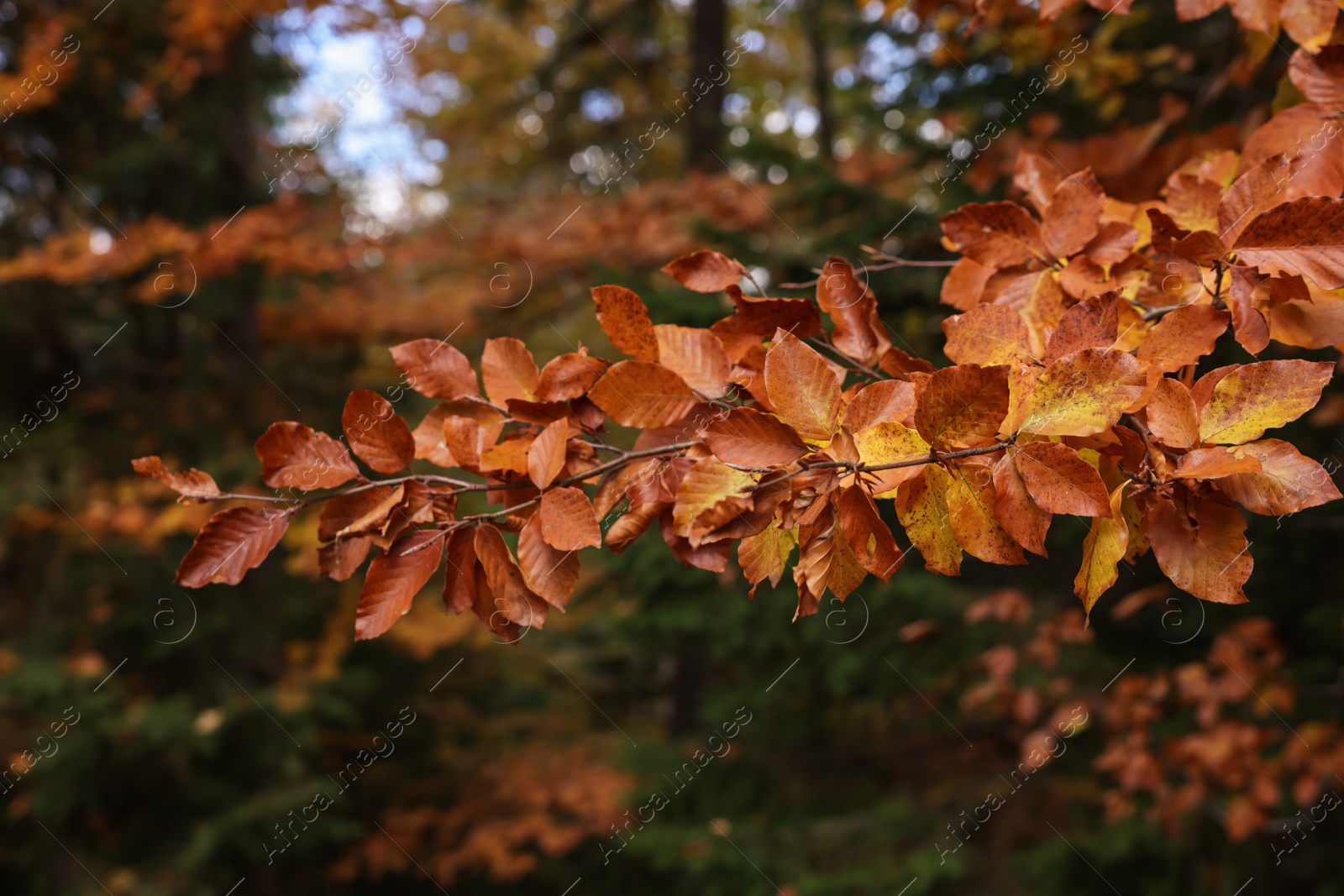 Photo of Branches with beautiful leaves in autumn, closeup