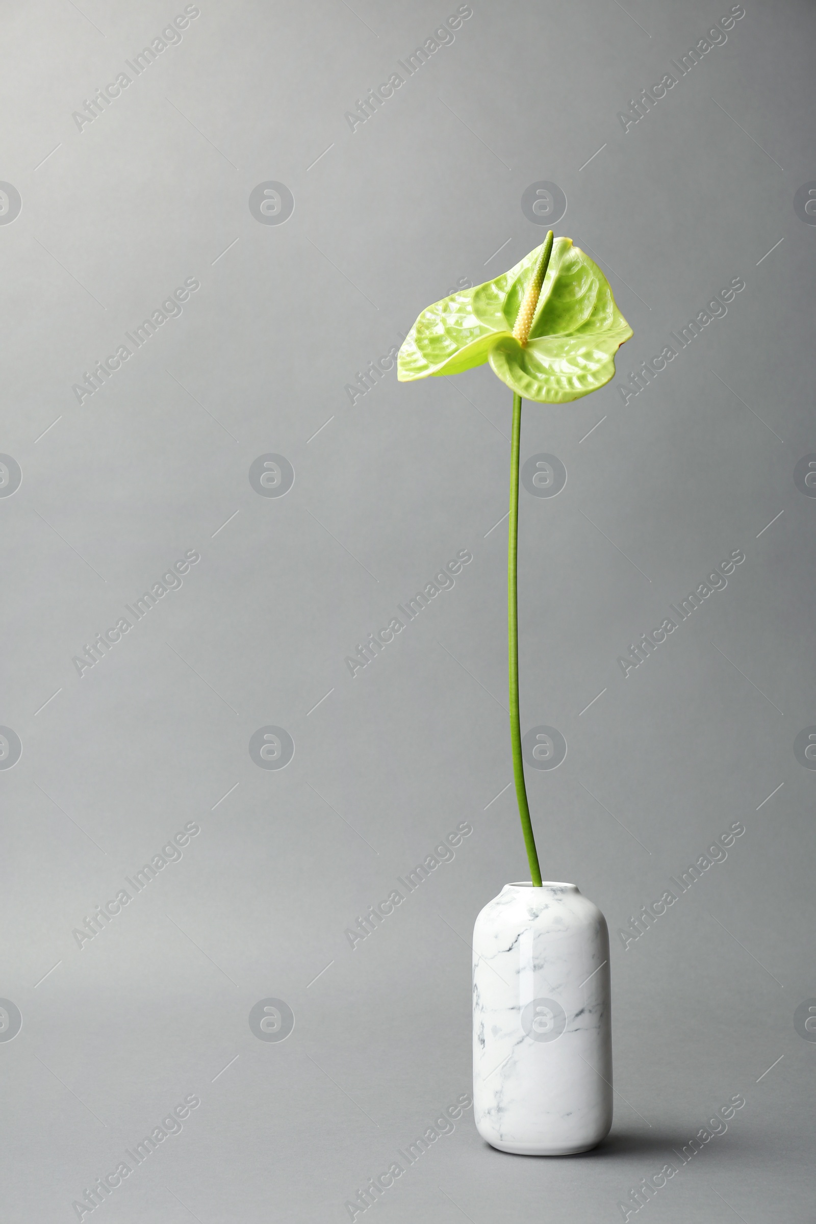Photo of Beautiful green anthurium flower in vase on gray background. Tropical plant