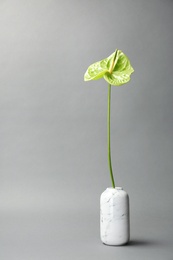 Beautiful green anthurium flower in vase on gray background. Tropical plant