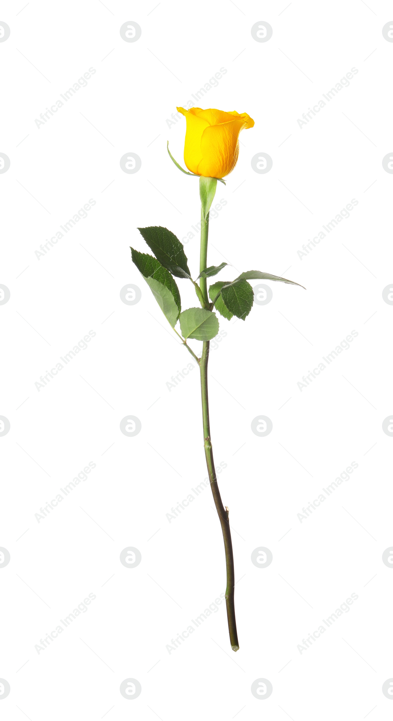 Photo of Beautiful fresh yellow rose isolated on white