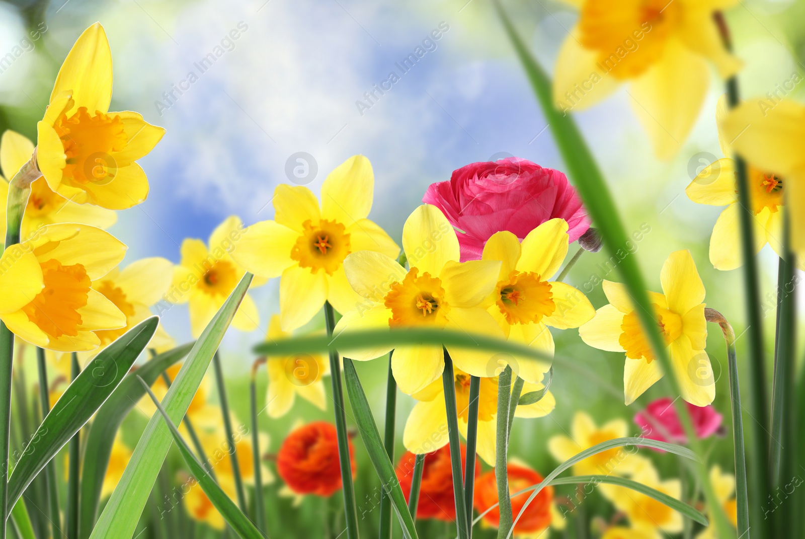 Image of Beautiful blooming yellow daffodils outdoors on sunny day