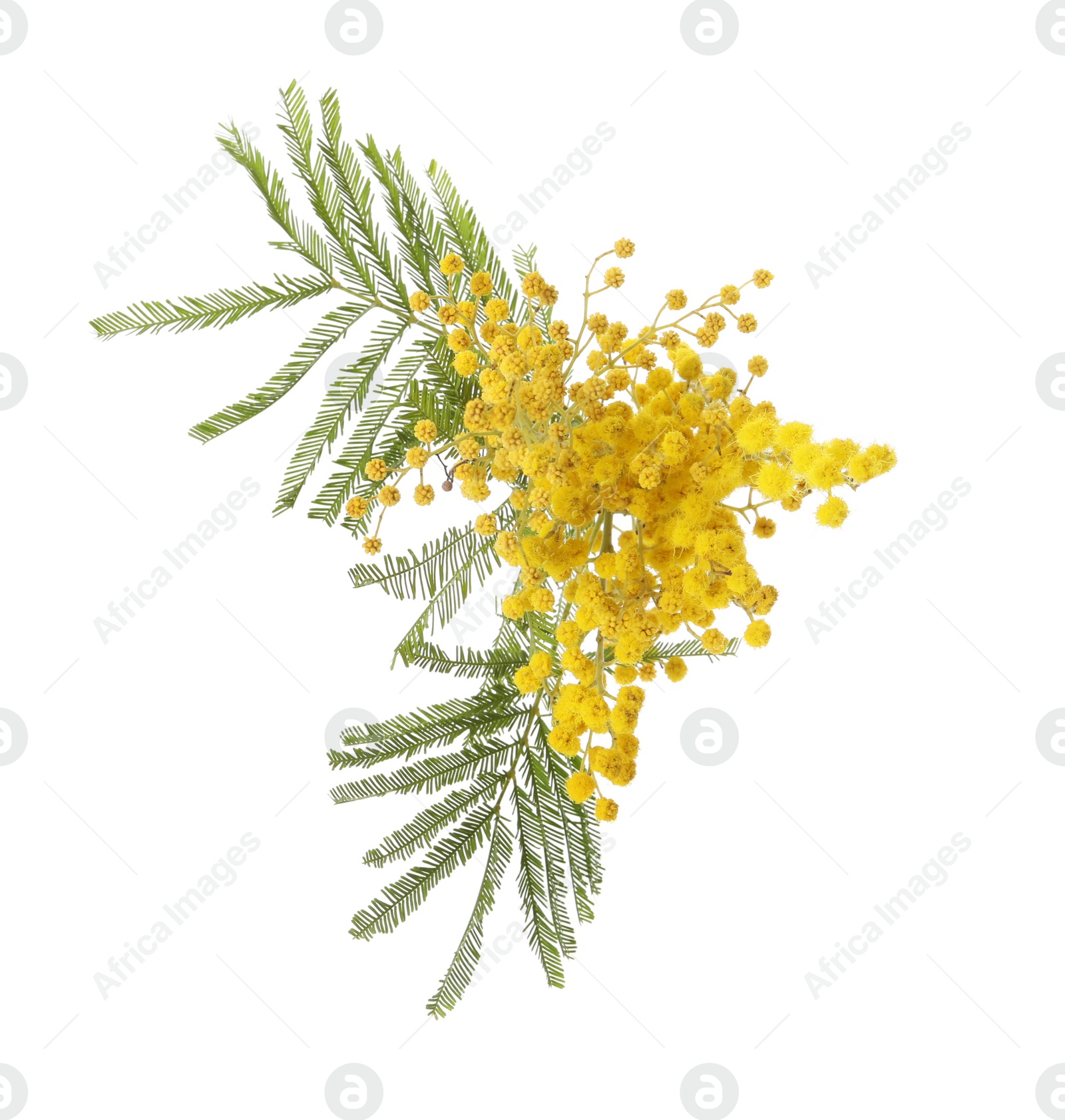 Photo of Beautiful mimosa plant with yellow flowers on white background