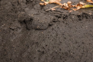 Photo of Texture of wet ground surface as background, closeup
