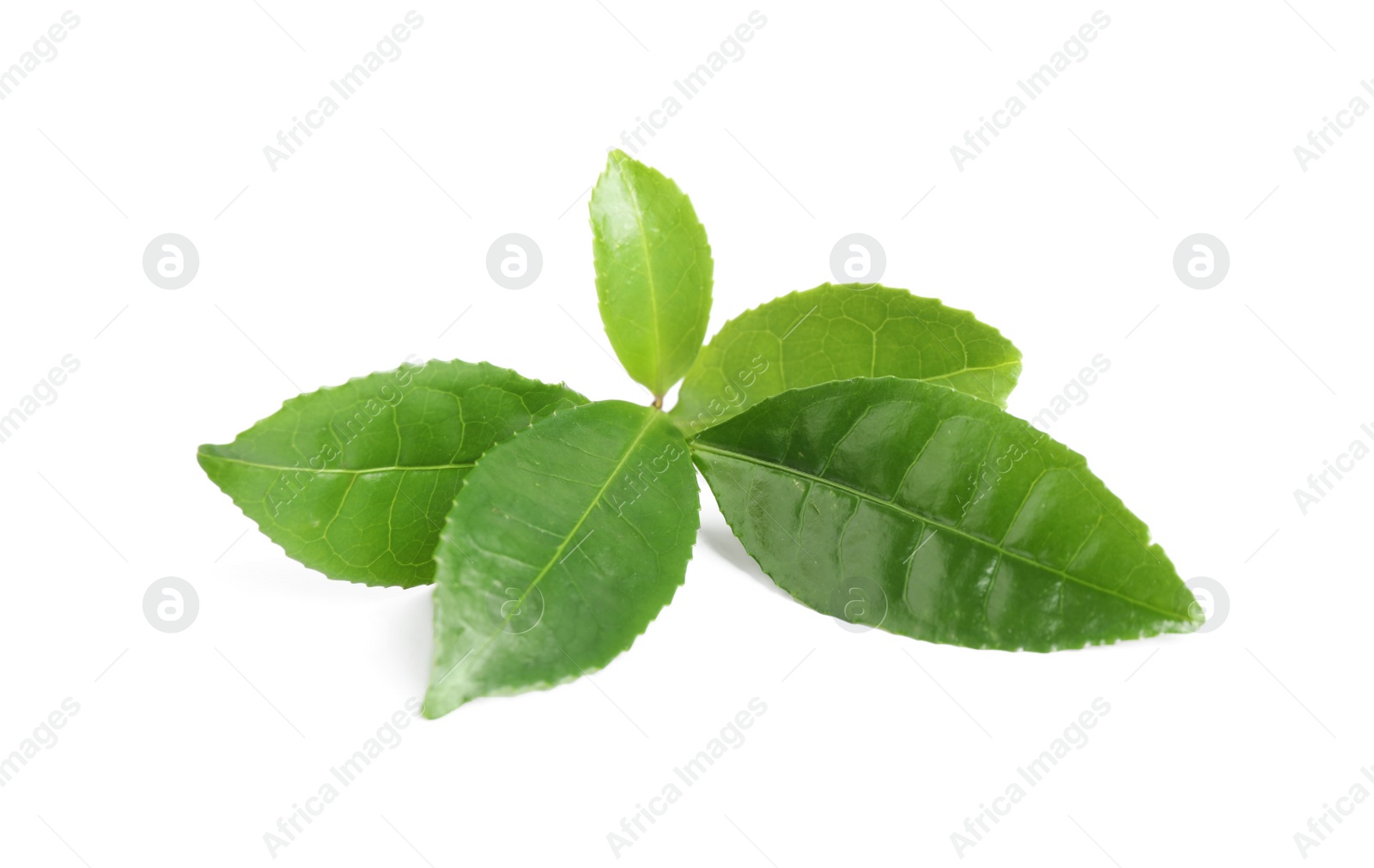 Photo of Green leaves of tea plant isolated on white