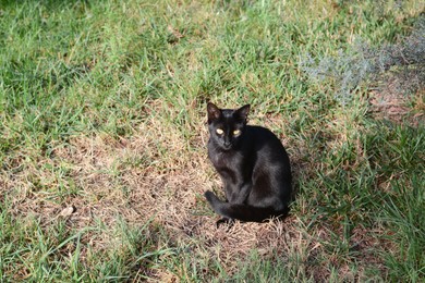 Photo of Lonely stray cat on green grass outdoors. Homeless pet