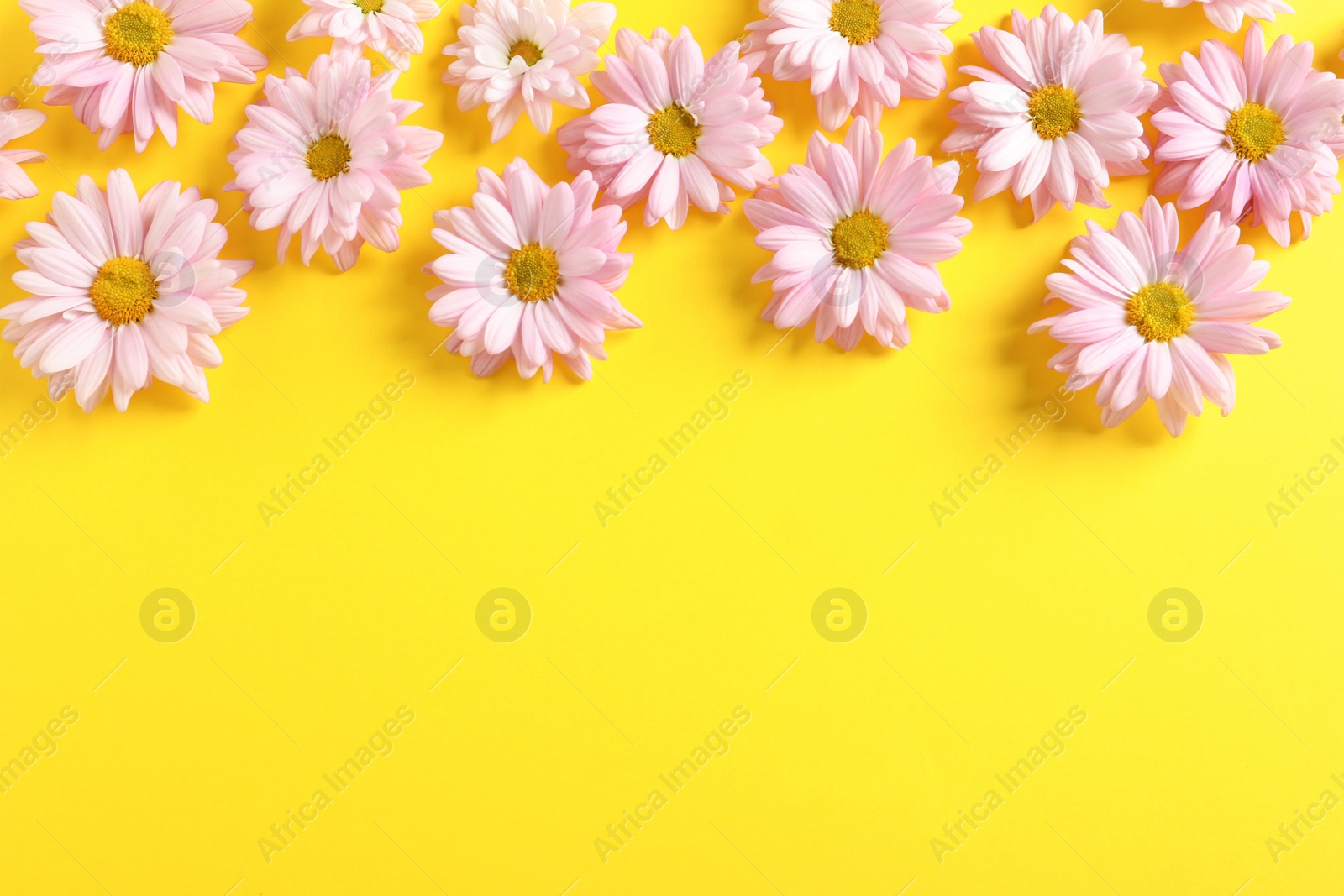 Photo of Beautiful chamomile flowers on color background, flat lay with space for text