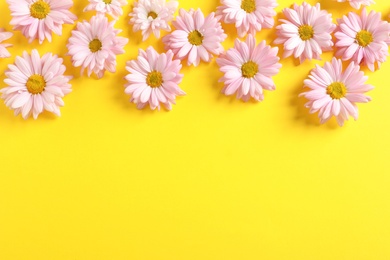 Beautiful chamomile flowers on color background, flat lay with space for text