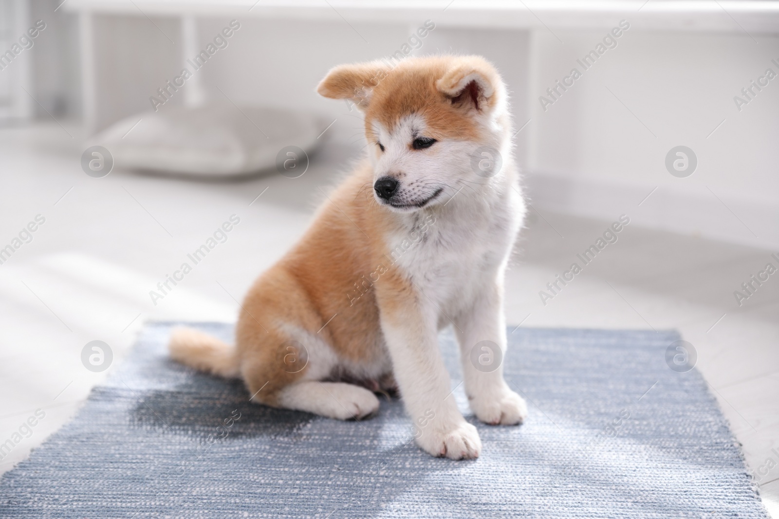 Photo of Adorable akita inu puppy near puddle on rug at home