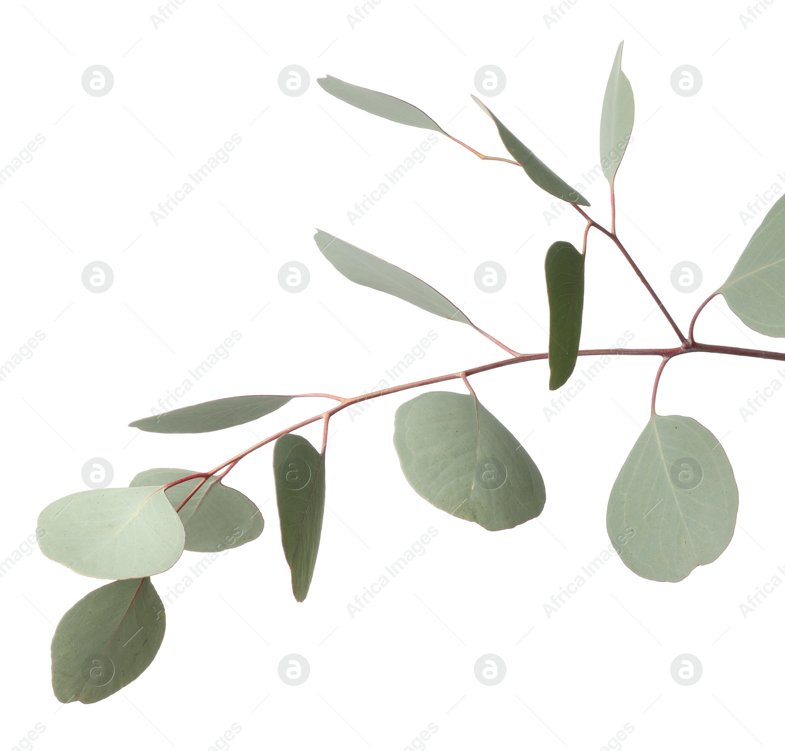 Photo of Eucalyptus branch with fresh leaves isolated on white