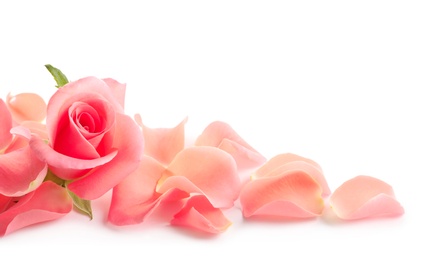 Photo of Beautiful rose and petals on white background