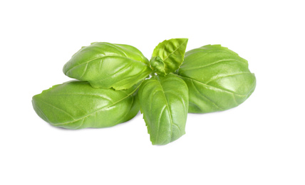 Fresh green basil leaves isolated on white