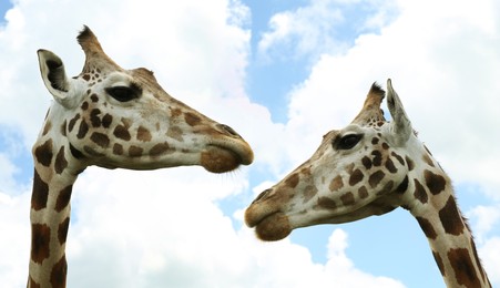 Image of Cute giraffes against cloudy sky, closeup. African fauna