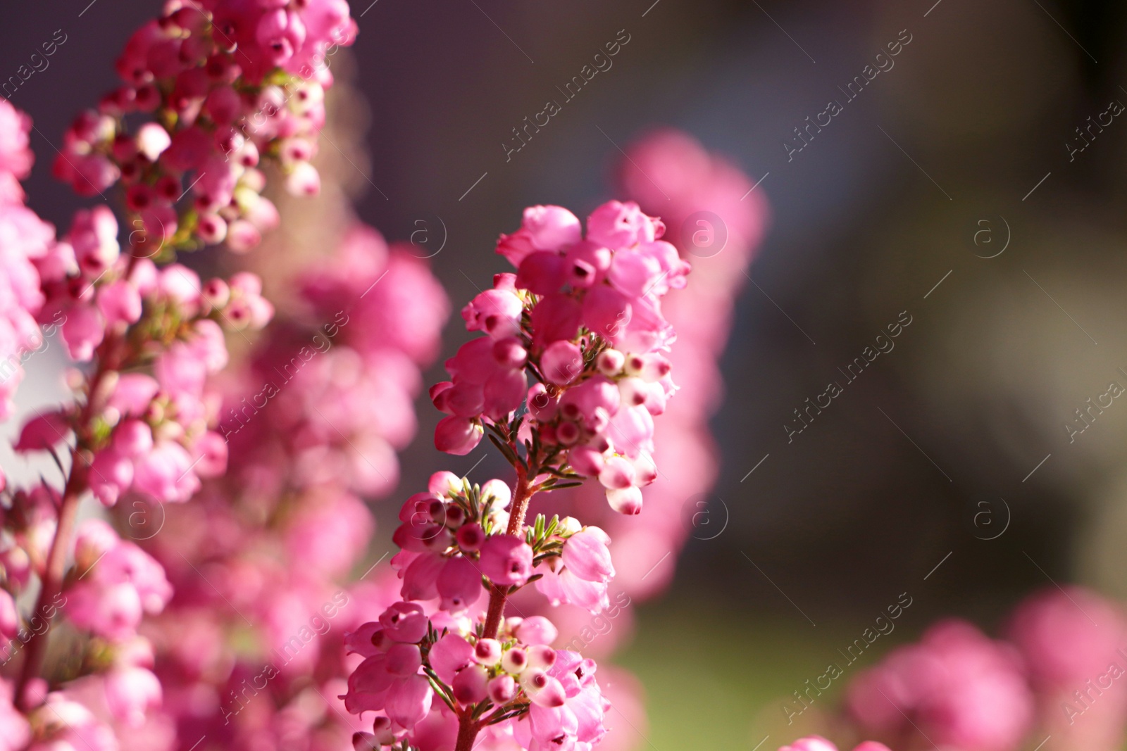 Photo of Heather shrub with blooming flowers outdoors on sunny day, closeup