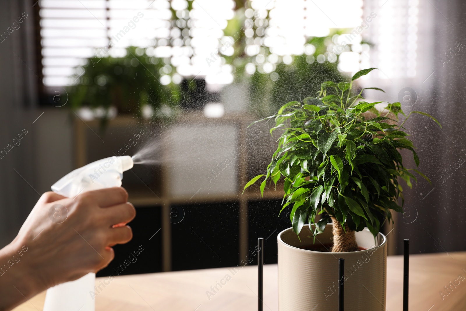 Photo of Woman spraying Ficus benjamina indoors, closeup. Home plant