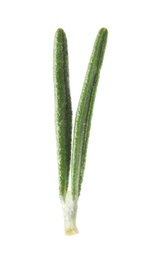 Photo of Fresh green rosemary leaves on white background